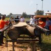 Boeren en Paarden dag 2017